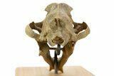 False Saber-Toothed Cat (Dinictis) Skull - South Dakota #356723-6